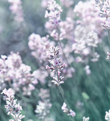 Obraz premium White Lavender