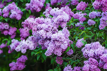 Branch of lilac flowers