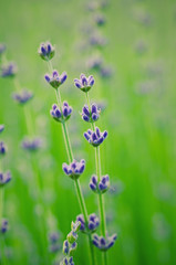 Lavender flowers