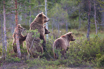 Bärenfamilie