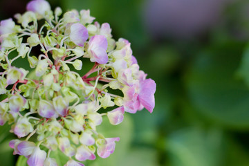 fiori