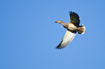 Female Mallard Duck Flying in a Blue Sky