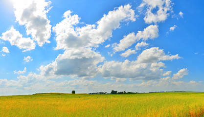 Летнее поле