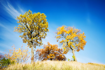 Beautiful autumn trees