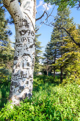 Fototapeta premium writings on the tree trunk at park