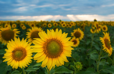 Sunflower fields on a stormy day