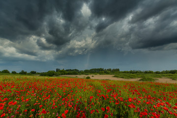 Field of wild red poppies on a summer day