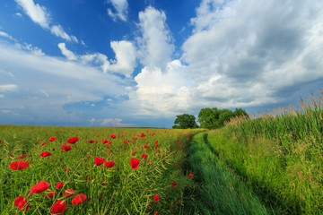 Field of wild red poppies on a summer day