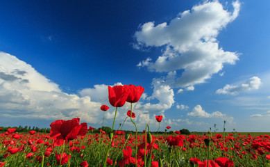 Field of wild red poppies on a summer day