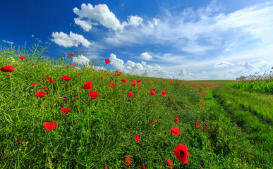 Field of wild red poppies on a sunny summer day