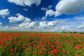 Field of wild red poppies on a sunny summer day