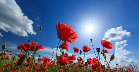Field of wild red poppies on a sunny summer day