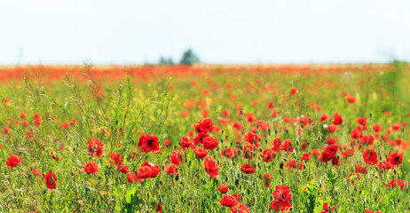 Field of wild red poppies on a sunny summer day