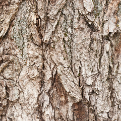 Tree's bark fragment