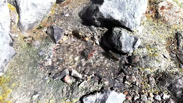 Geyser in Yellowstone