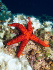 Underwater photohraph of a Red Starfish