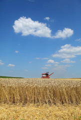 Agriculture, wheat harvest with combine