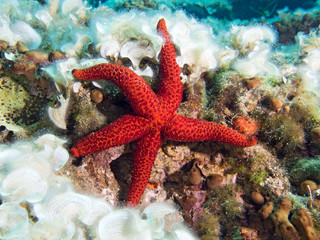 Underwater Photograph of a Red Starfish