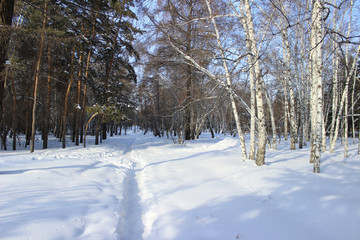 Winter landscape. Mixed forest