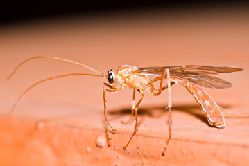 ichneumon wasp