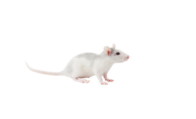 cute rat on a white background isolated