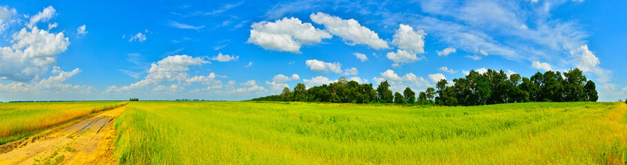 Summer field © denis_333