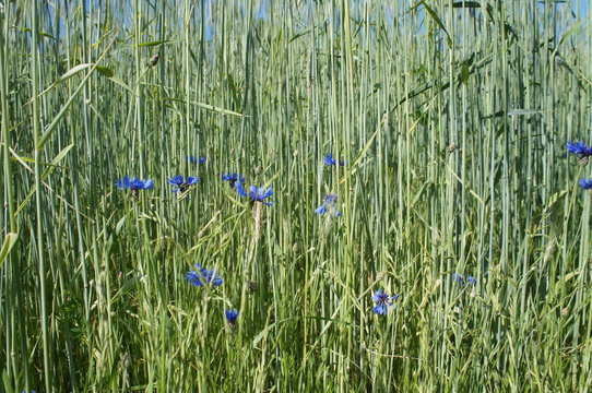 Kornblumen am Rand eines Getreidefeldes