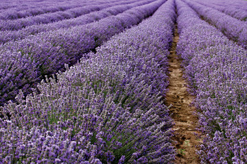 Fototapeta na wymiar Fields of lavender close up