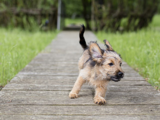Junger Hund