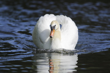 Naklejka premium white swan bird in blue water background