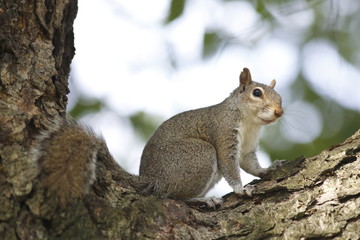 Obraz premium Portrait of american grey squirrel