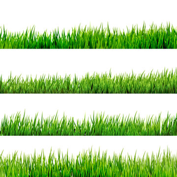Grass isolated on white. EPS 10
