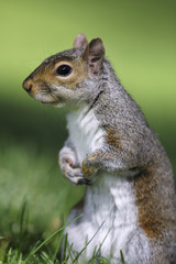 Portrait of american grey squirrel