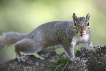 Obraz premium Portrait of american grey squirrel