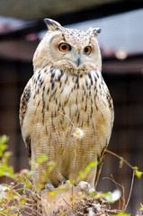 owl in a zoo