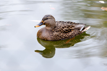 duck on the lake