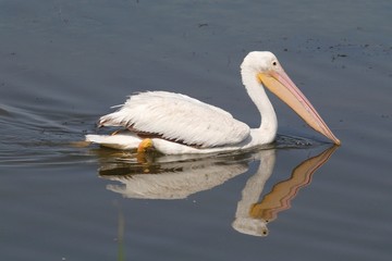 American White Pelican