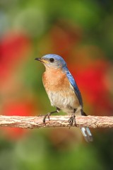 Eastern Bluebird