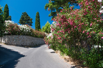 Beautiful oleander flowers