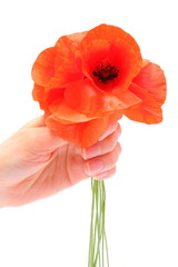 Bouquet of red poppy flowers on white background