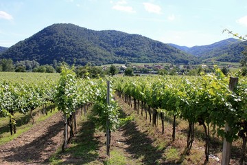 Fototapeta na wymiar Grape vines at winery in Austria, Wachau Valley
