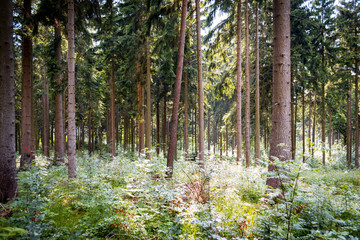 Coniferous forest