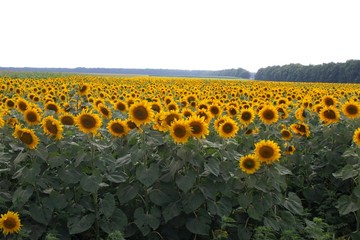 Sunflowers on the field