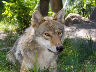 European gray wolf (Canis lupus lupus)