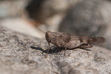 Heuschrecke getarnt