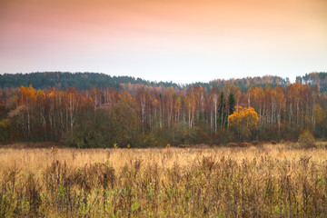 Forest in late autumn