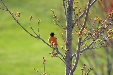 Robin bird on the branch of a tree