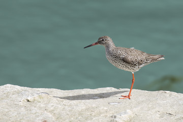 Oiseau Chevalier arlequin