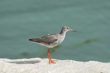 Oiseau Chevalier arlequin en Norvège