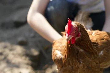 Foto auf Leinwand Kind fängt braunes Huhn © ilsestock